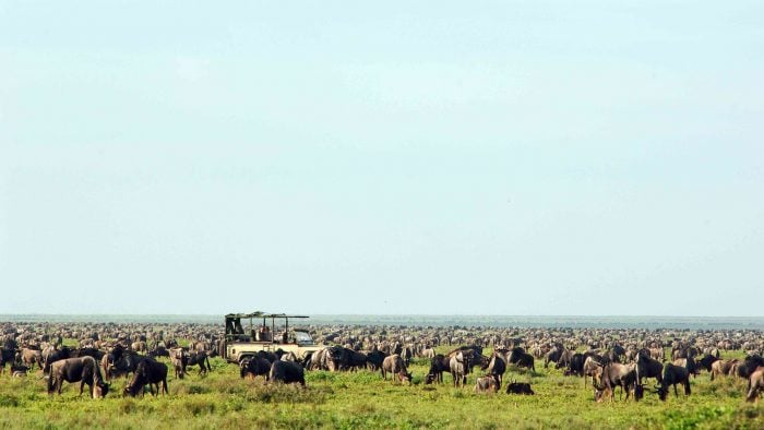 wildebeest_6934926259_f9d19caf77_o.jpg