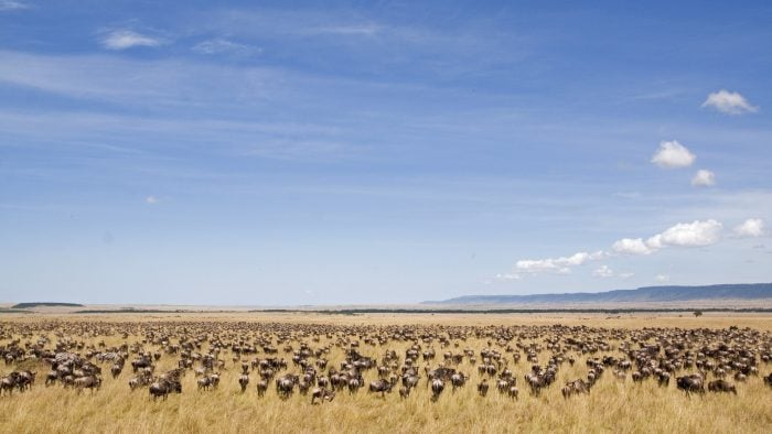 wildebeest_iStock_000021813123Large.jpg