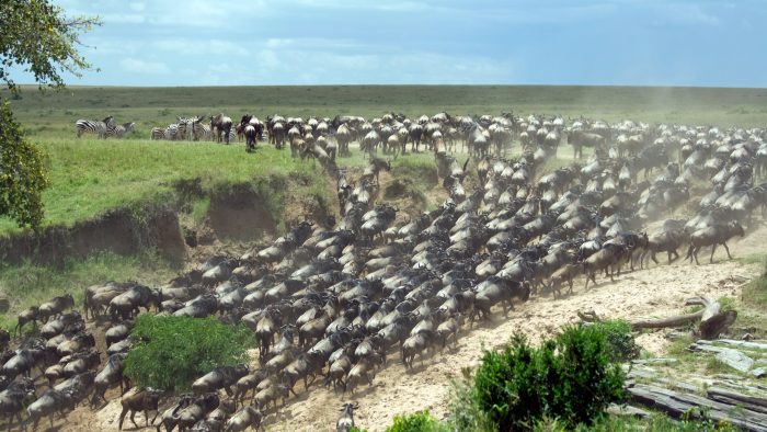 wildebeest_migration_river_crossing_iStock_000007641286Large.jpg