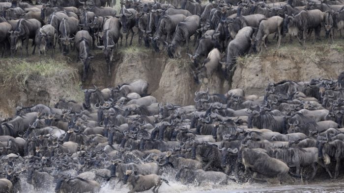 wildebeest_migration_river_crossing_iStock_000020616379XXXLarge.jpg