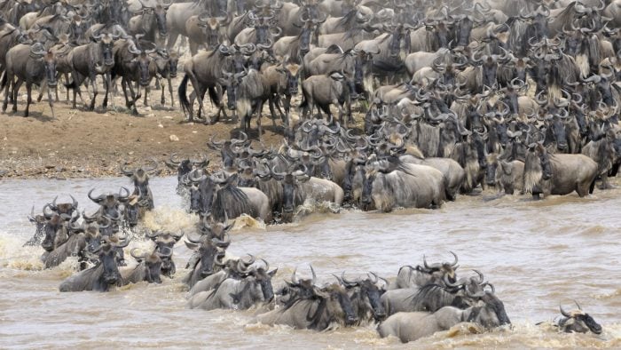 wildebeest_migration_river_crossing_iStock_000021790722XLarge.jpg