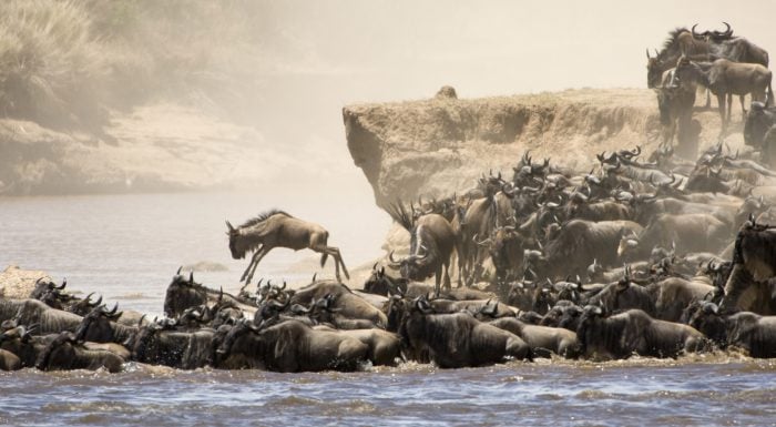 wildebeest_migration_river_crossings_dreamstime_xxl_16149502.jpg