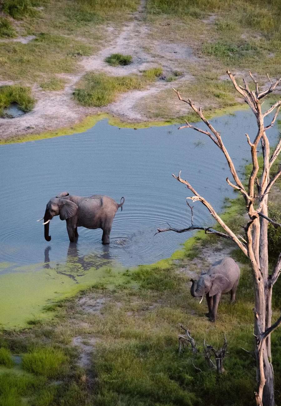 Duba Plains