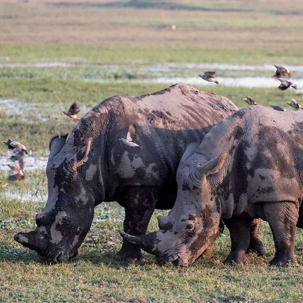 Duba Plains