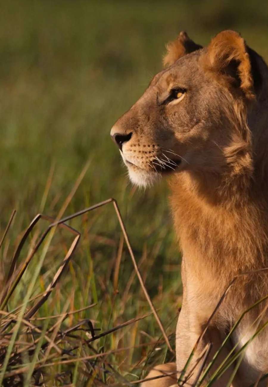 Duba Plains