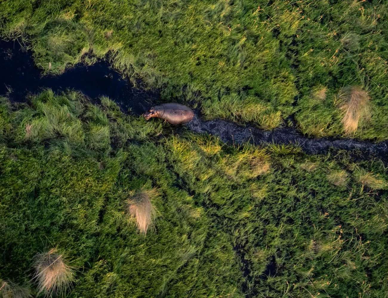 Duba Plains