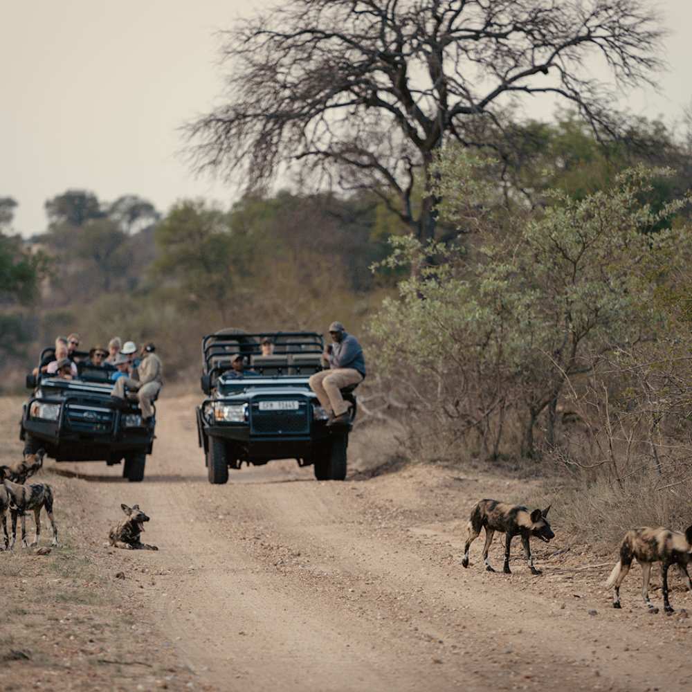 Thornybush Game Lodge