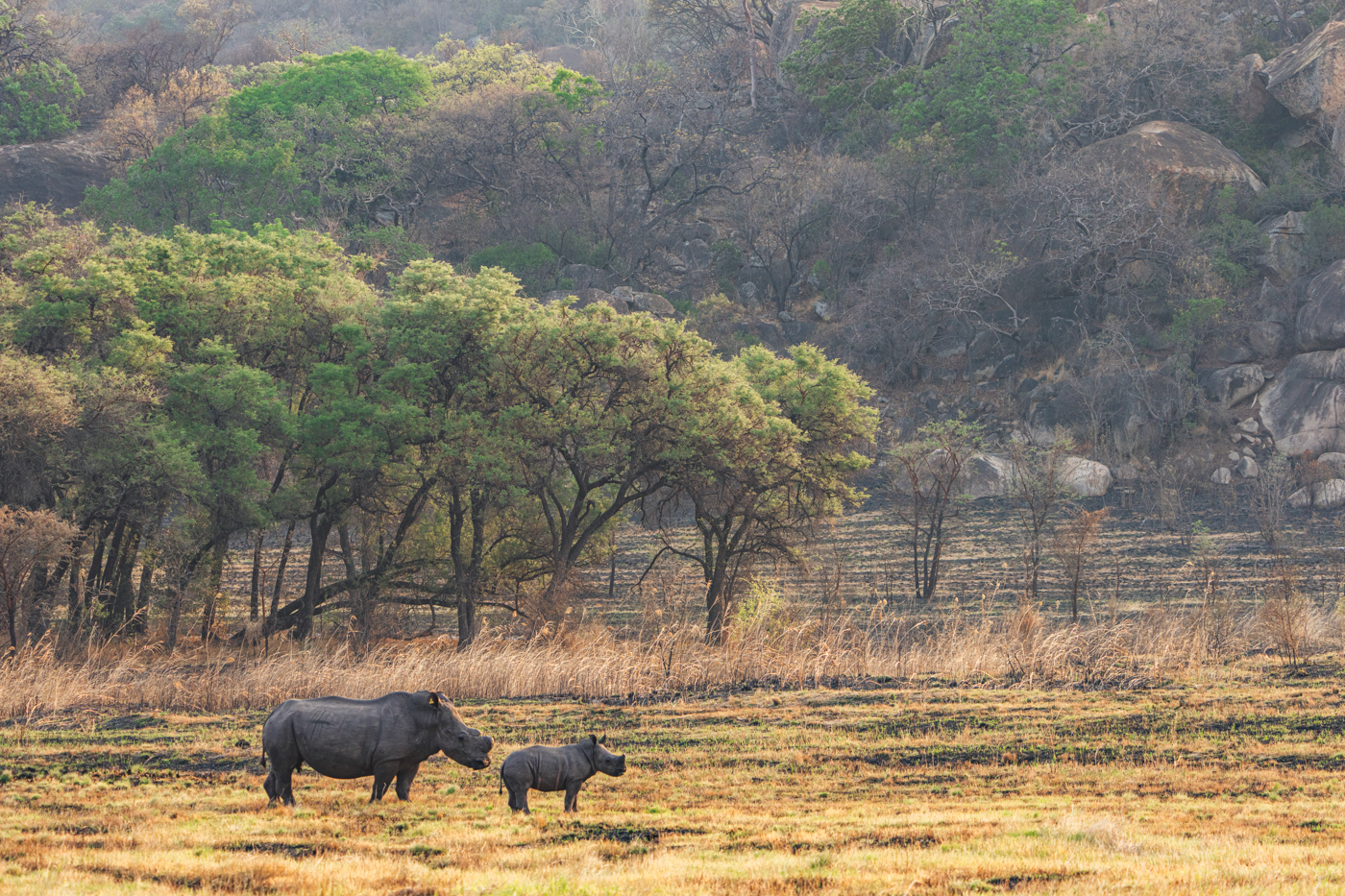Amalinda Lodge