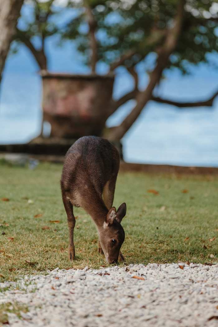 A brown deer grazing on green grass with a blurred tropical background.