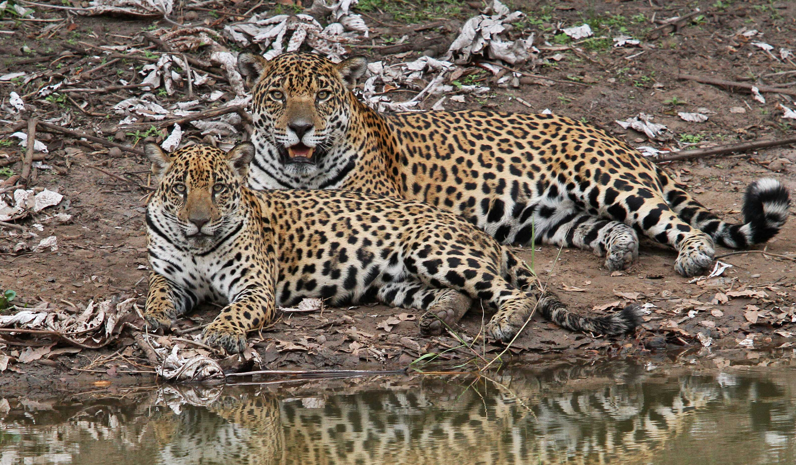 Caiman Lodge