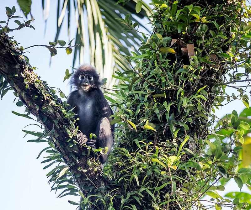 A grey langur monkey sitting in a tropical tree looking directly at the camera.