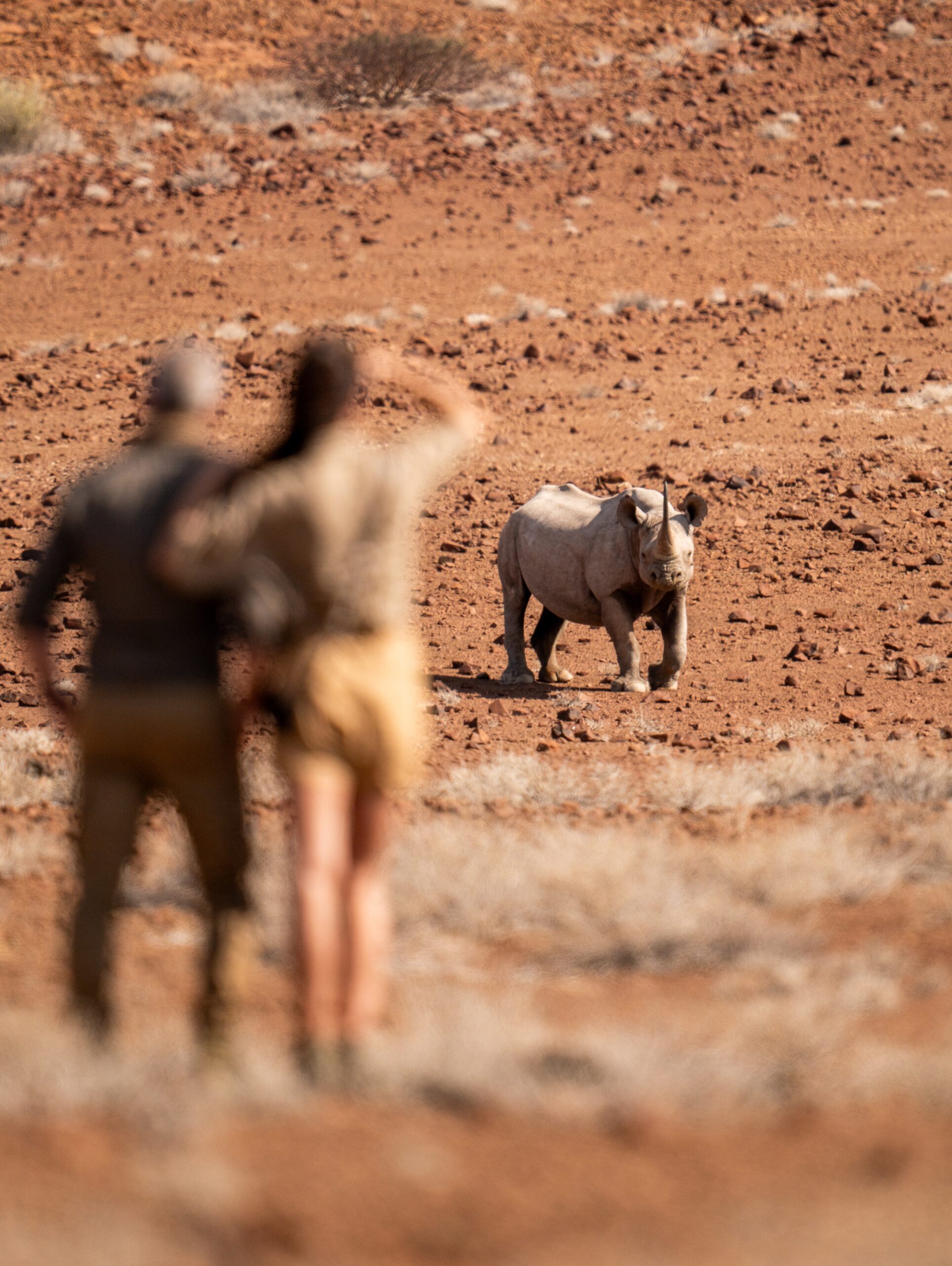 Wilderness Desert Rhino Camp