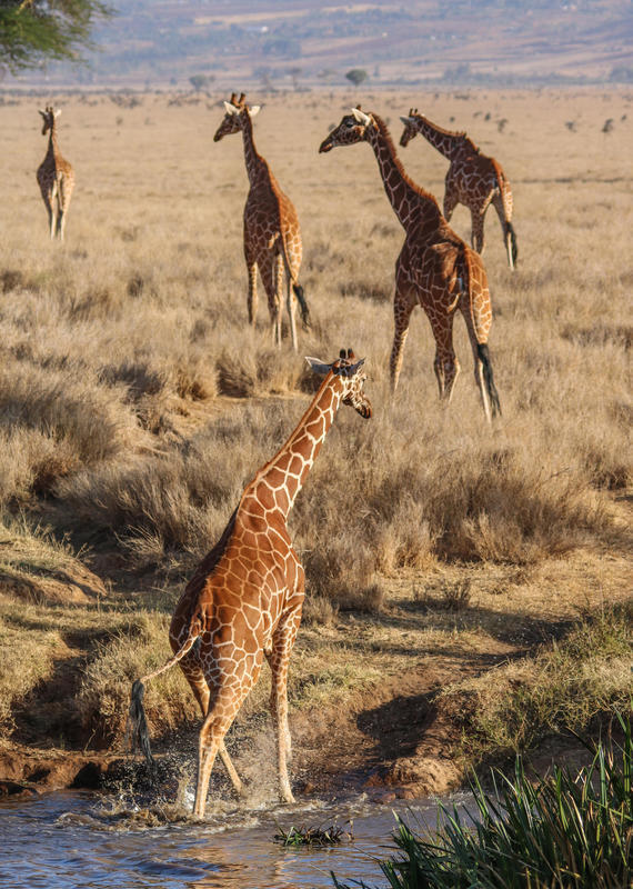 Several giraffes walking through a golden field toward a small stream in a wild landscape.