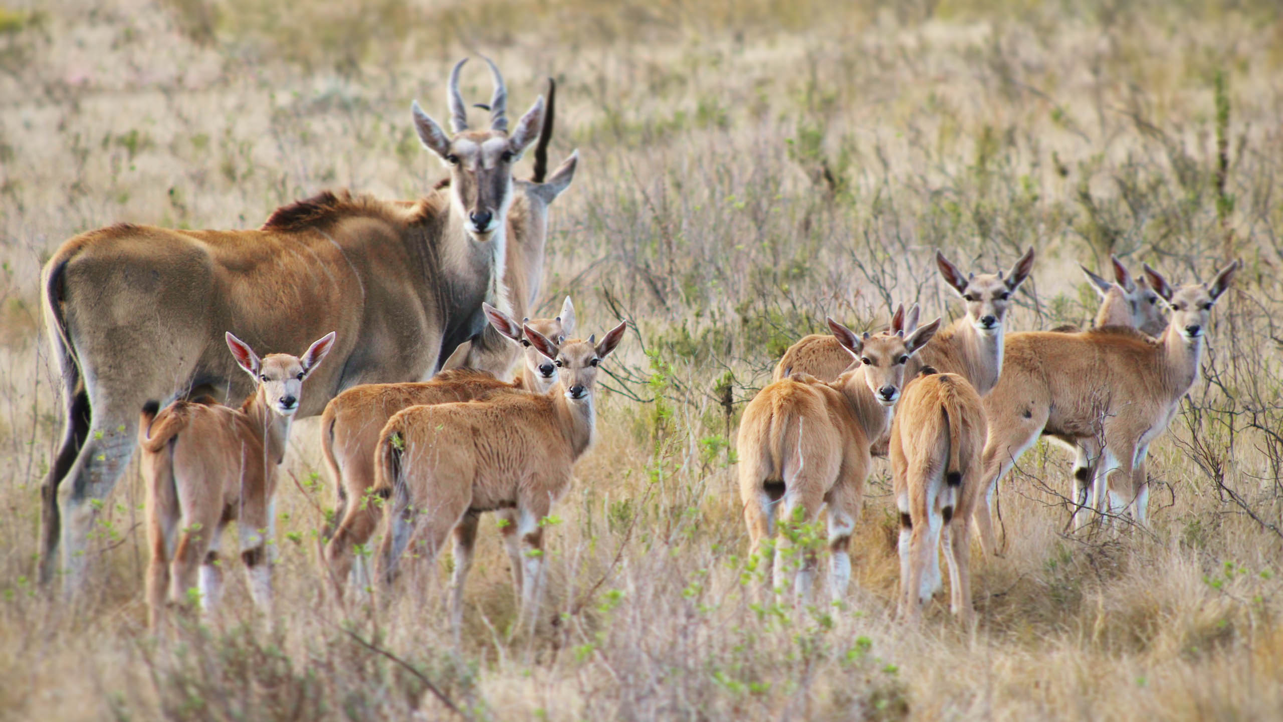 Gondwana Private Game Reserve