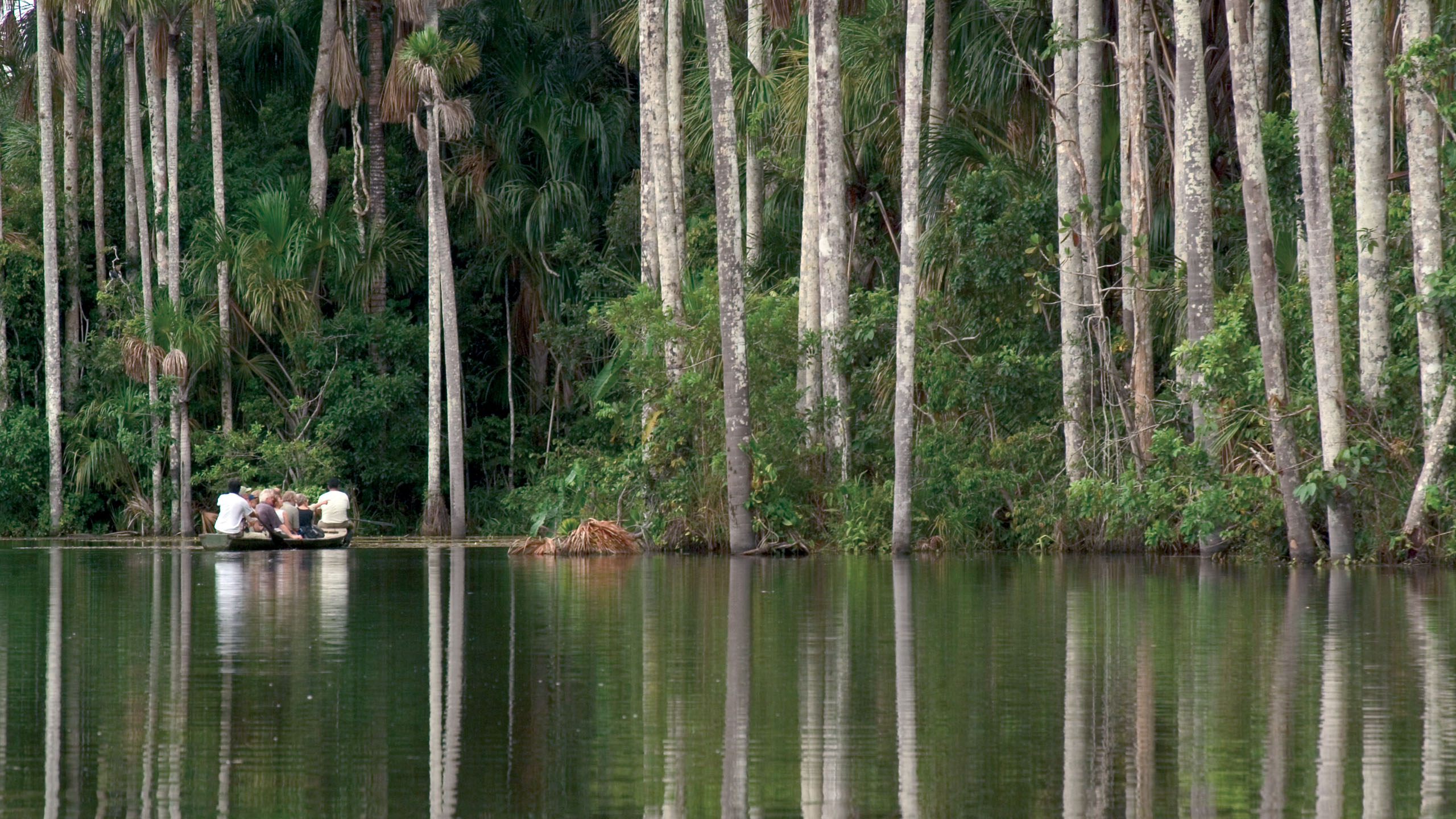 Amazon rainforest in Peru