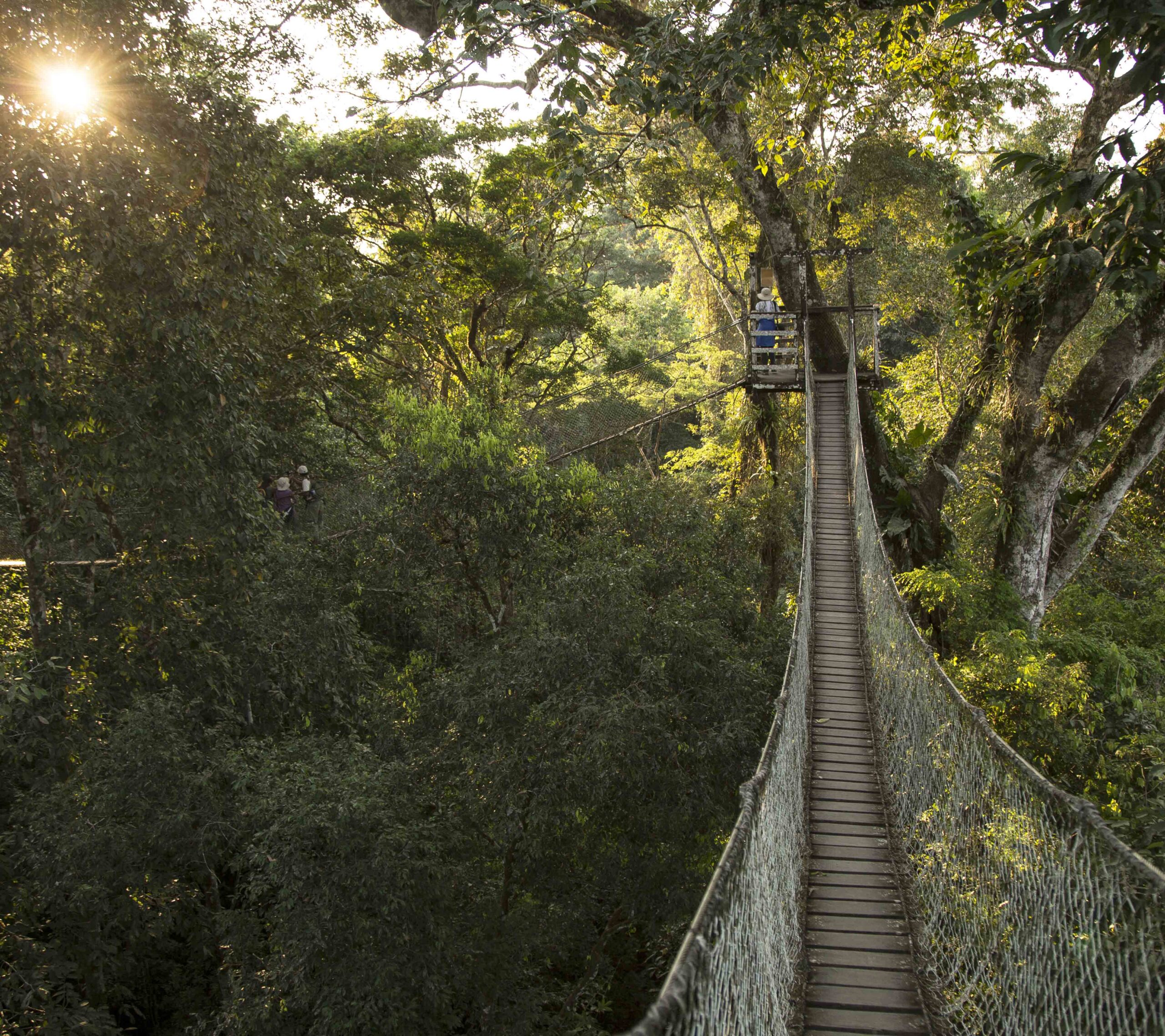 Suspension bridge across a lush forest canopy with people and a setting sun peeking through.