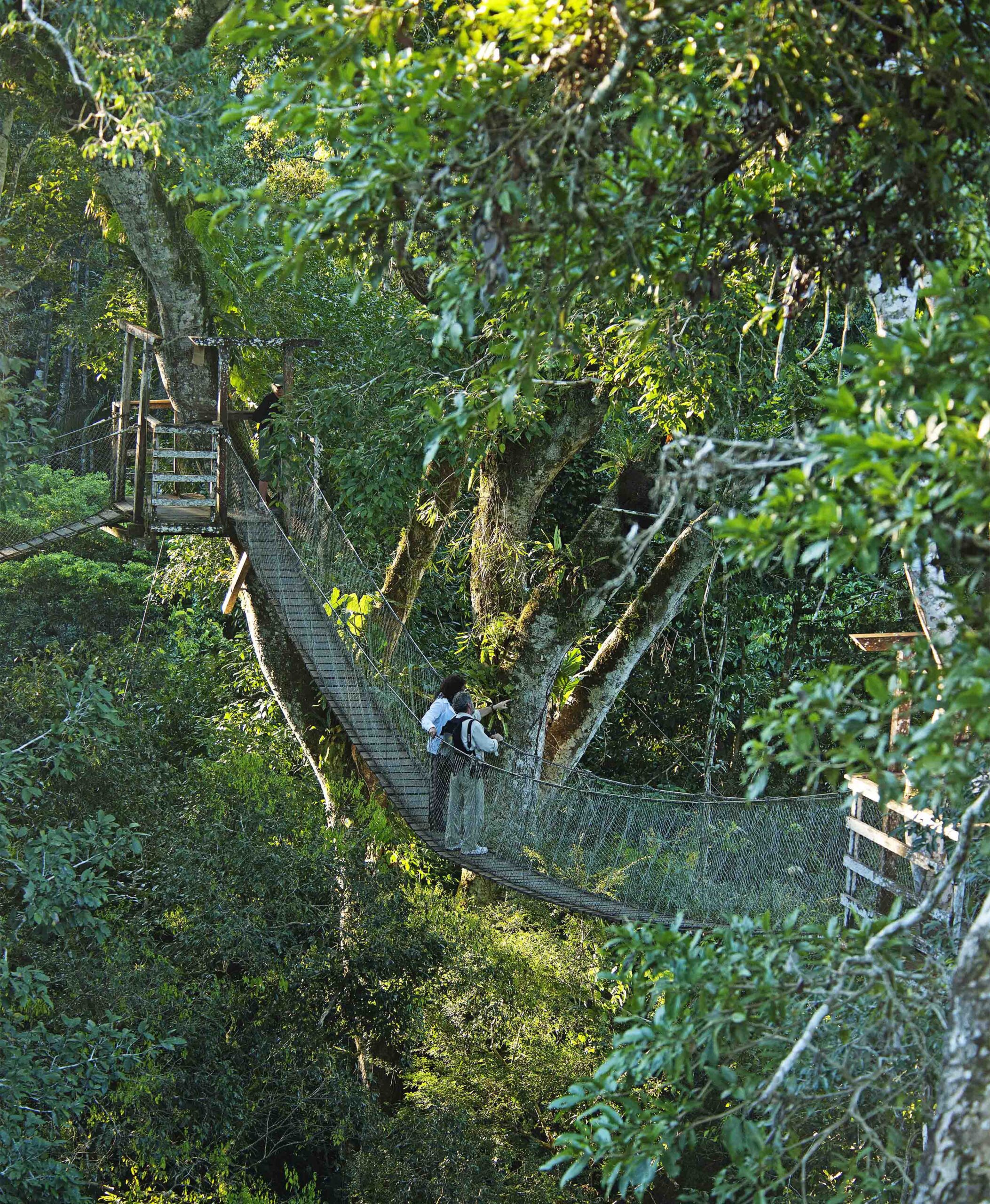 A person crossing a suspension bridge amidst lush green trees.