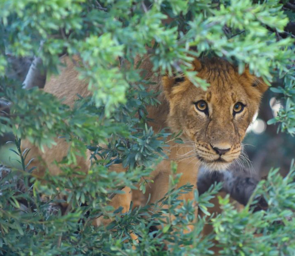 Tswalu Kalahari Reserve