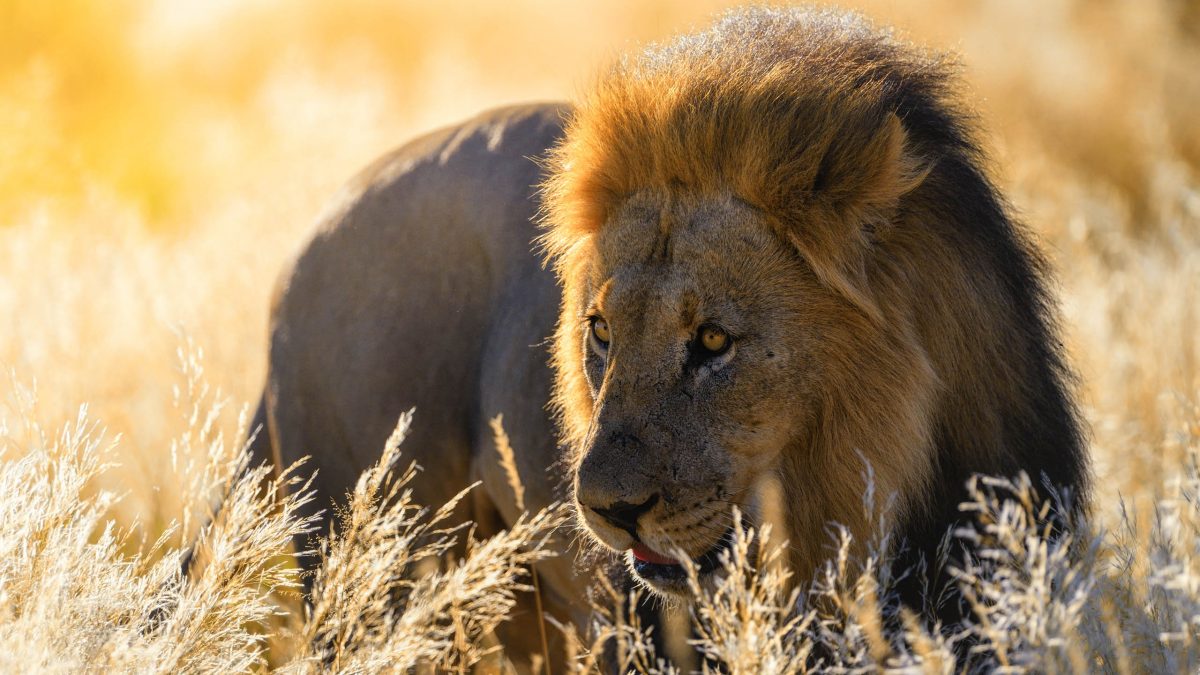Tswalu Kalahari Reserve