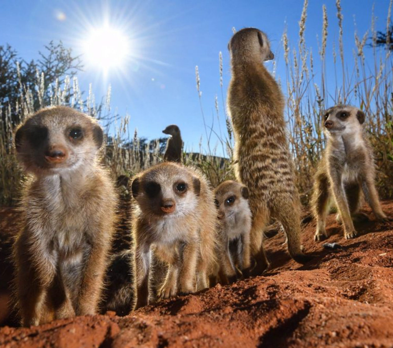 Tswalu Kalahari Reserve