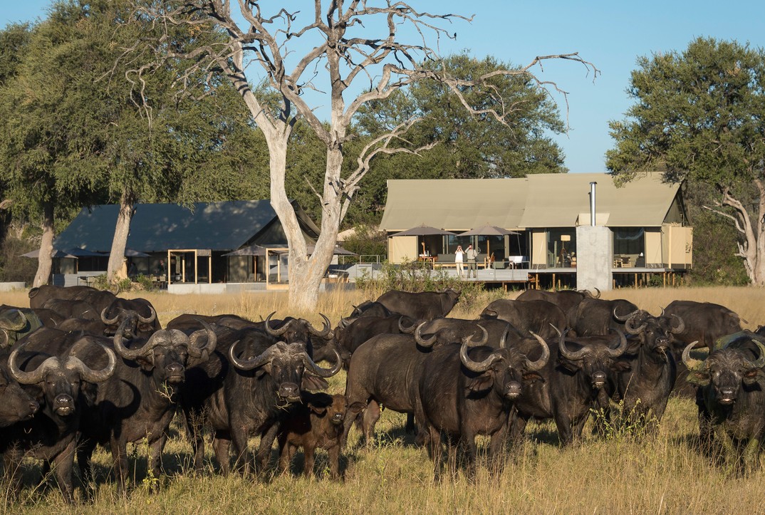 Wilderness Linkwasha Camp