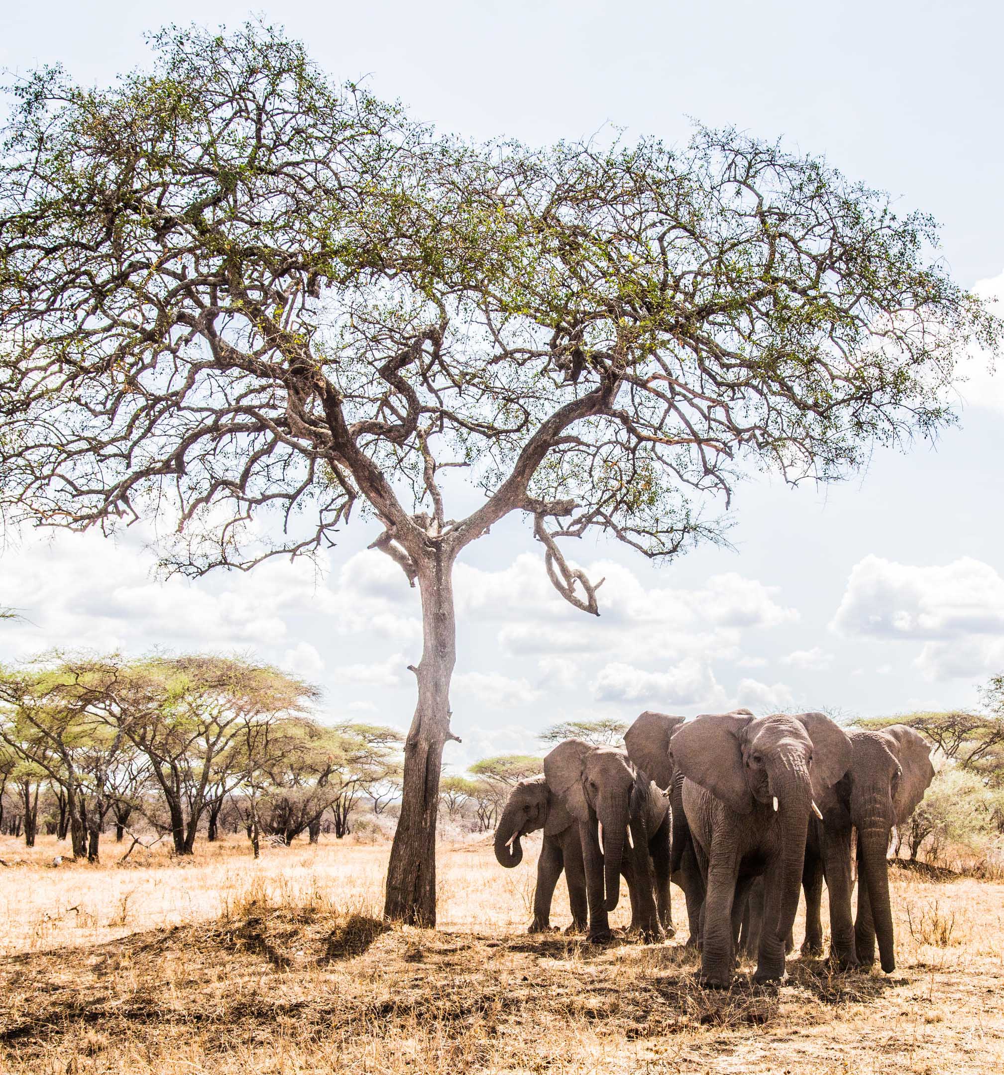 Legendary Mwiba Lodge