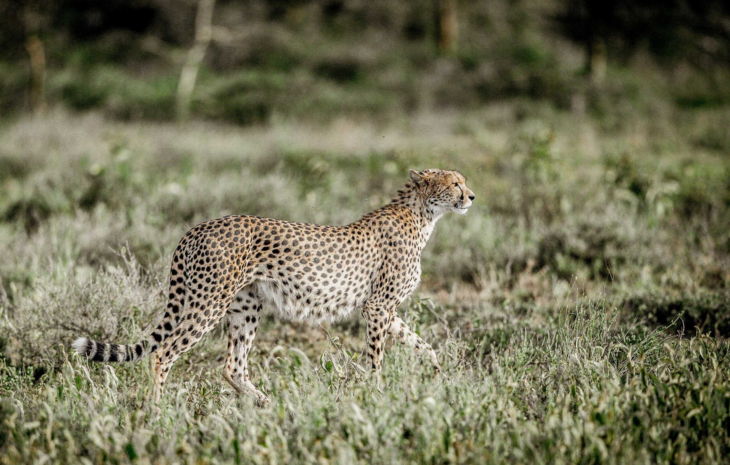 Legendary Mwiba Lodge