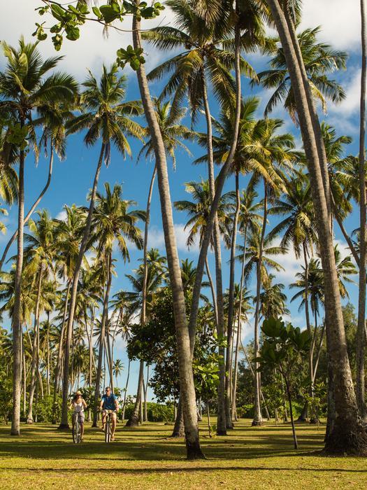 Two people biking through a tropical forest of towering palm trees under a blue sky.