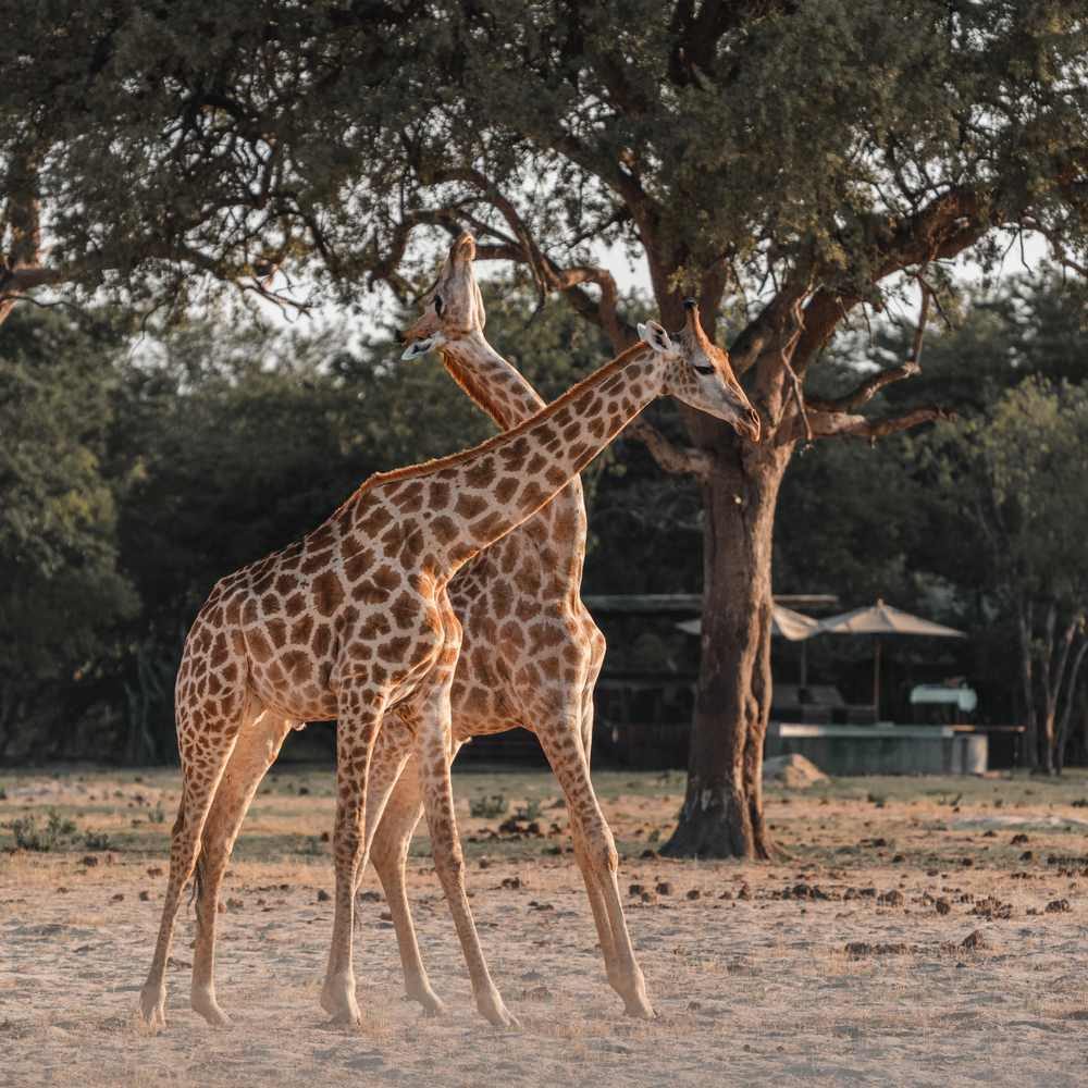 Giraffes in the foreground with Wilderness Little Makalolo in the background.