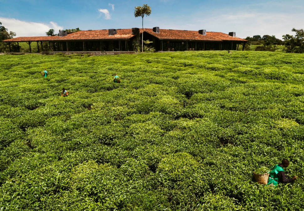 One&Only Nyungwe House