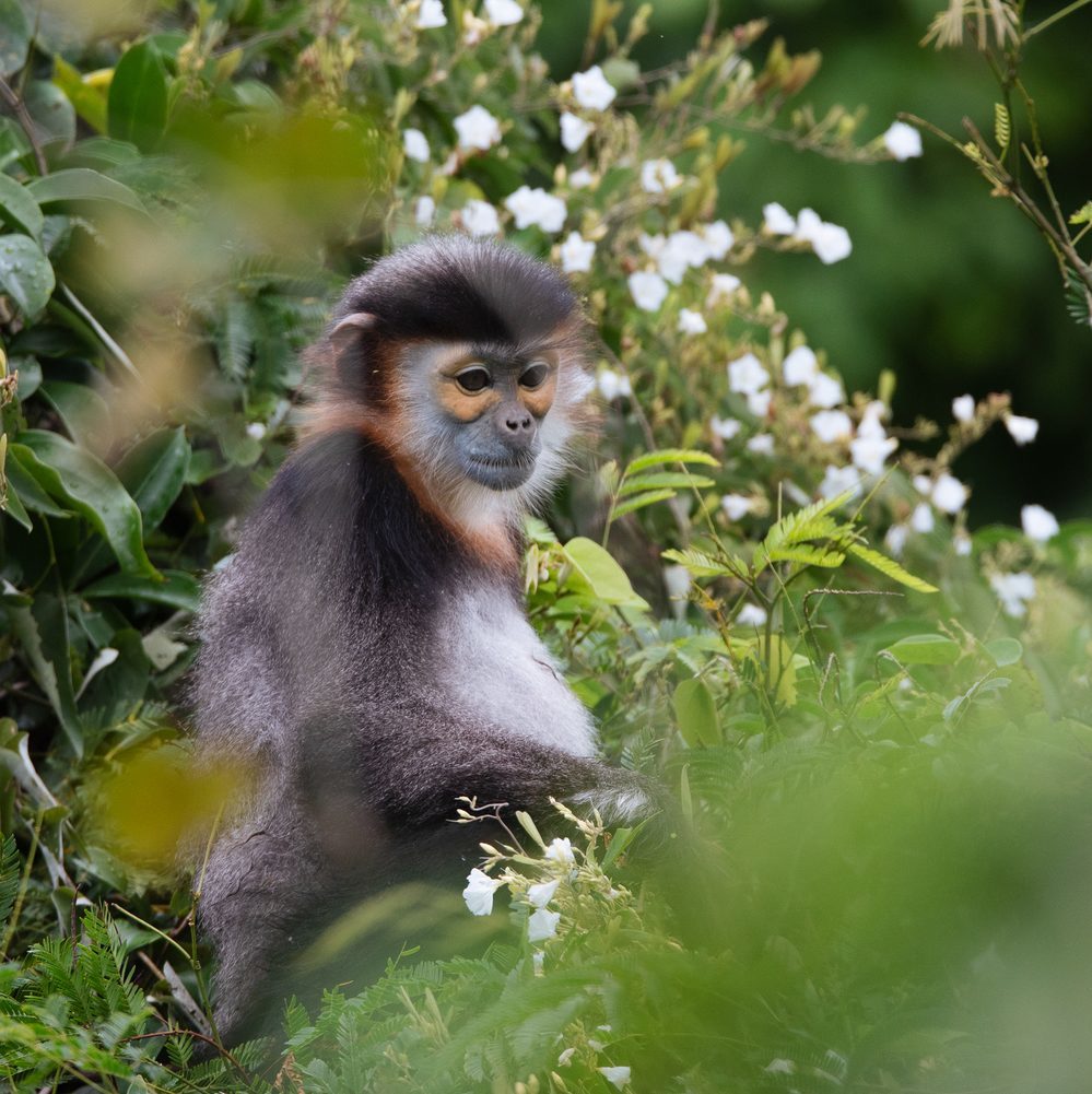 Langur spotted at Six Senses Ninh Van Bay