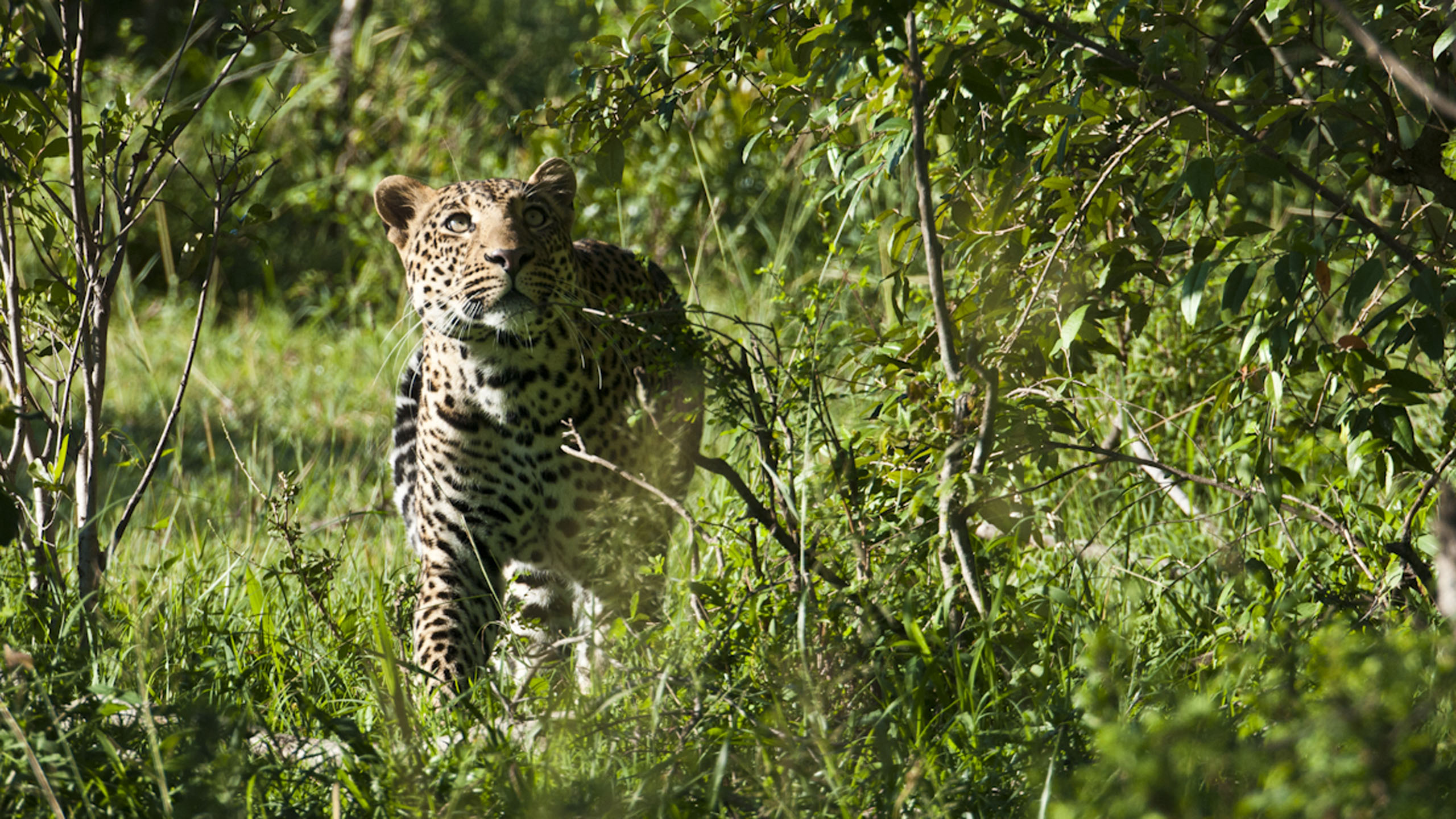 Saruni Mara