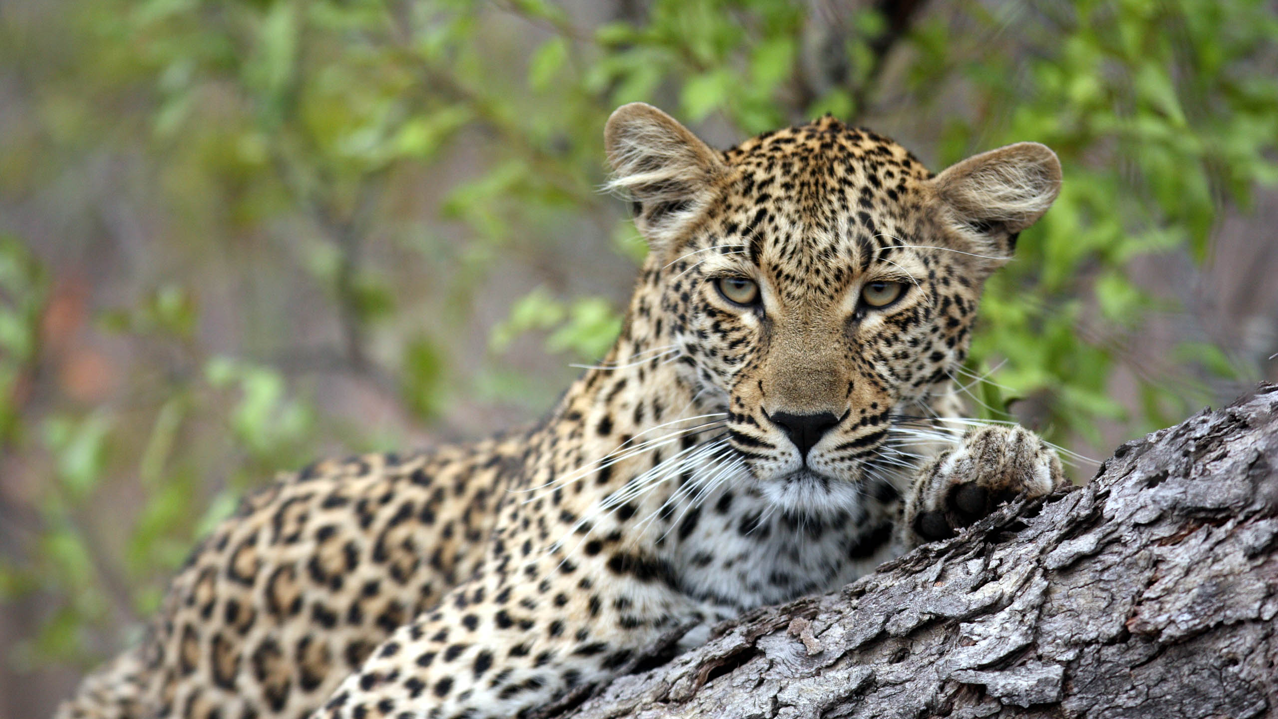 Savanna Lodge