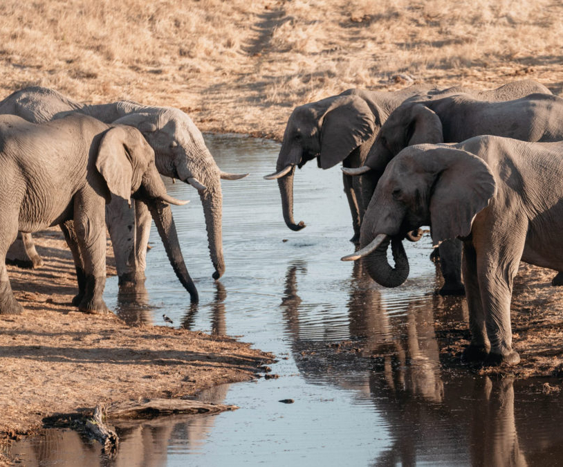 Savute Elephant Lodge