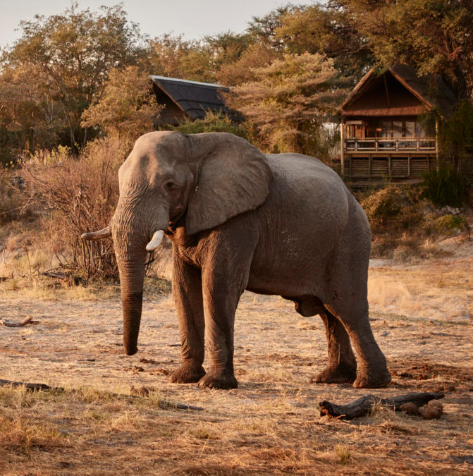 Savute Elephant Lodge