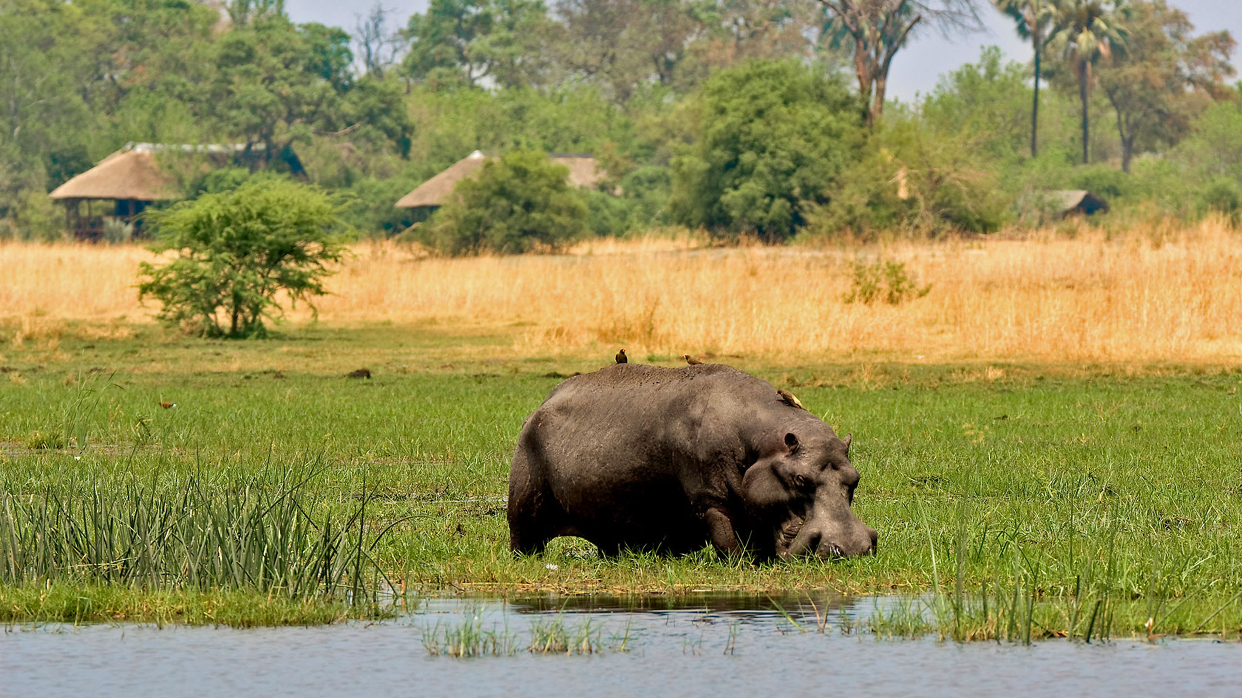 Selinda Camp