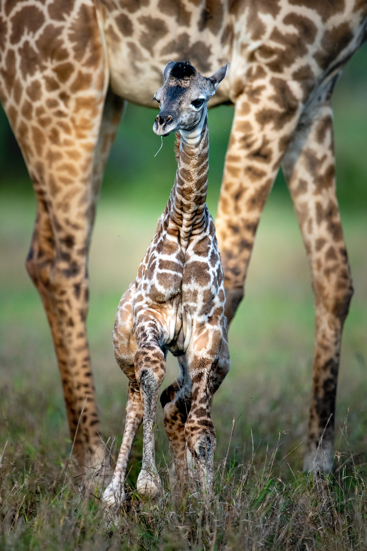 Singita Faru Faru Lodge