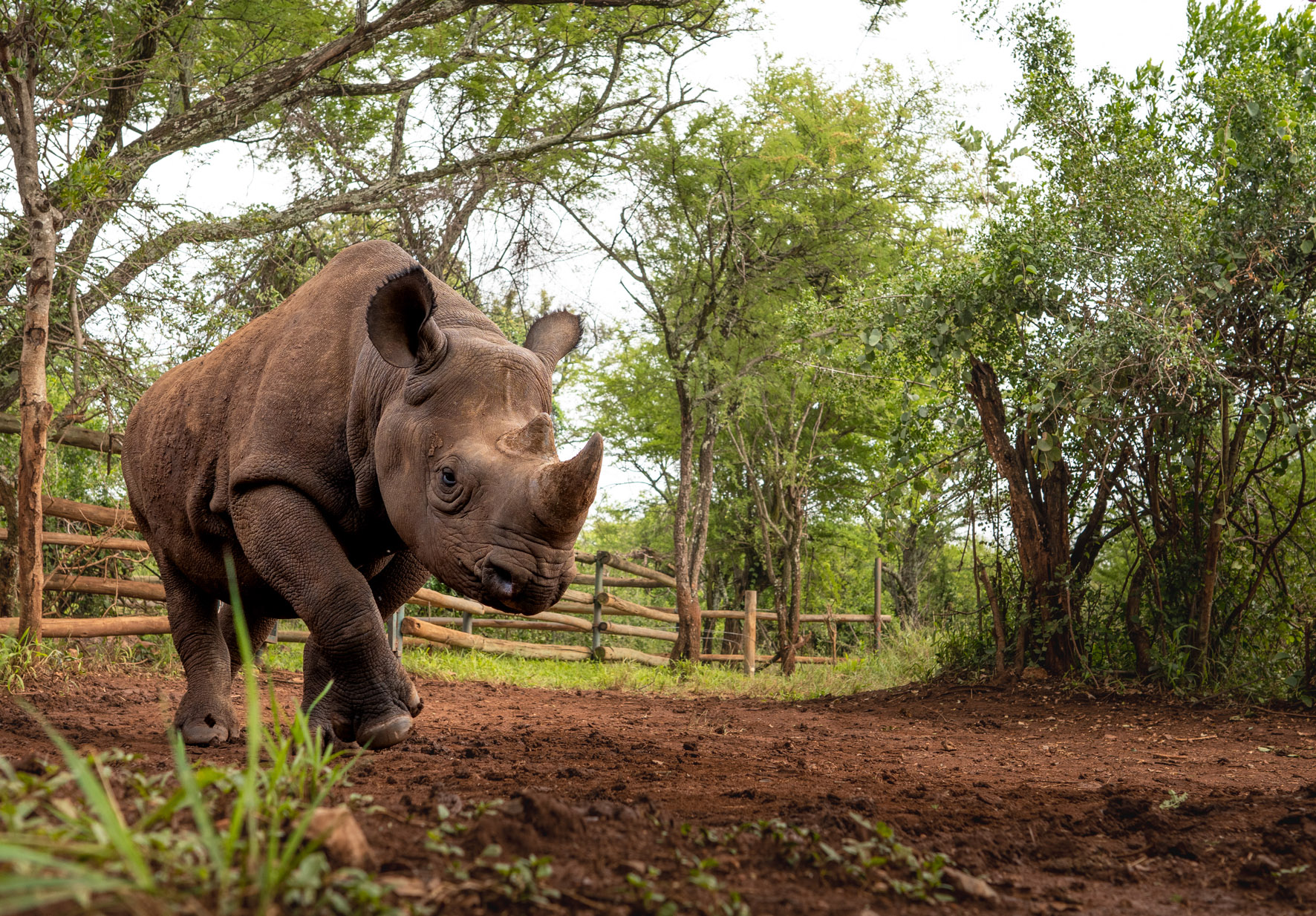 Singita Faru Faru Lodge