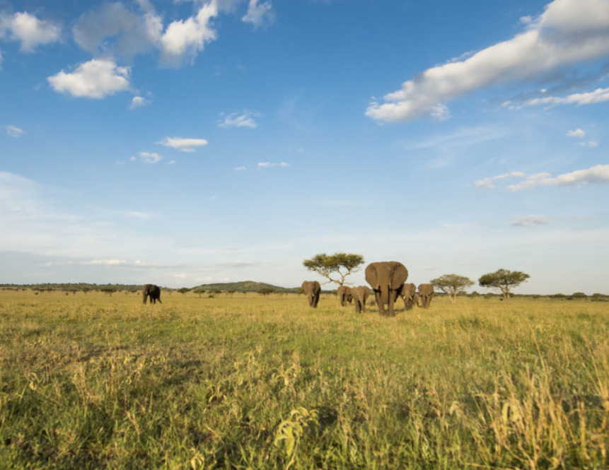 Singita Sasakwa