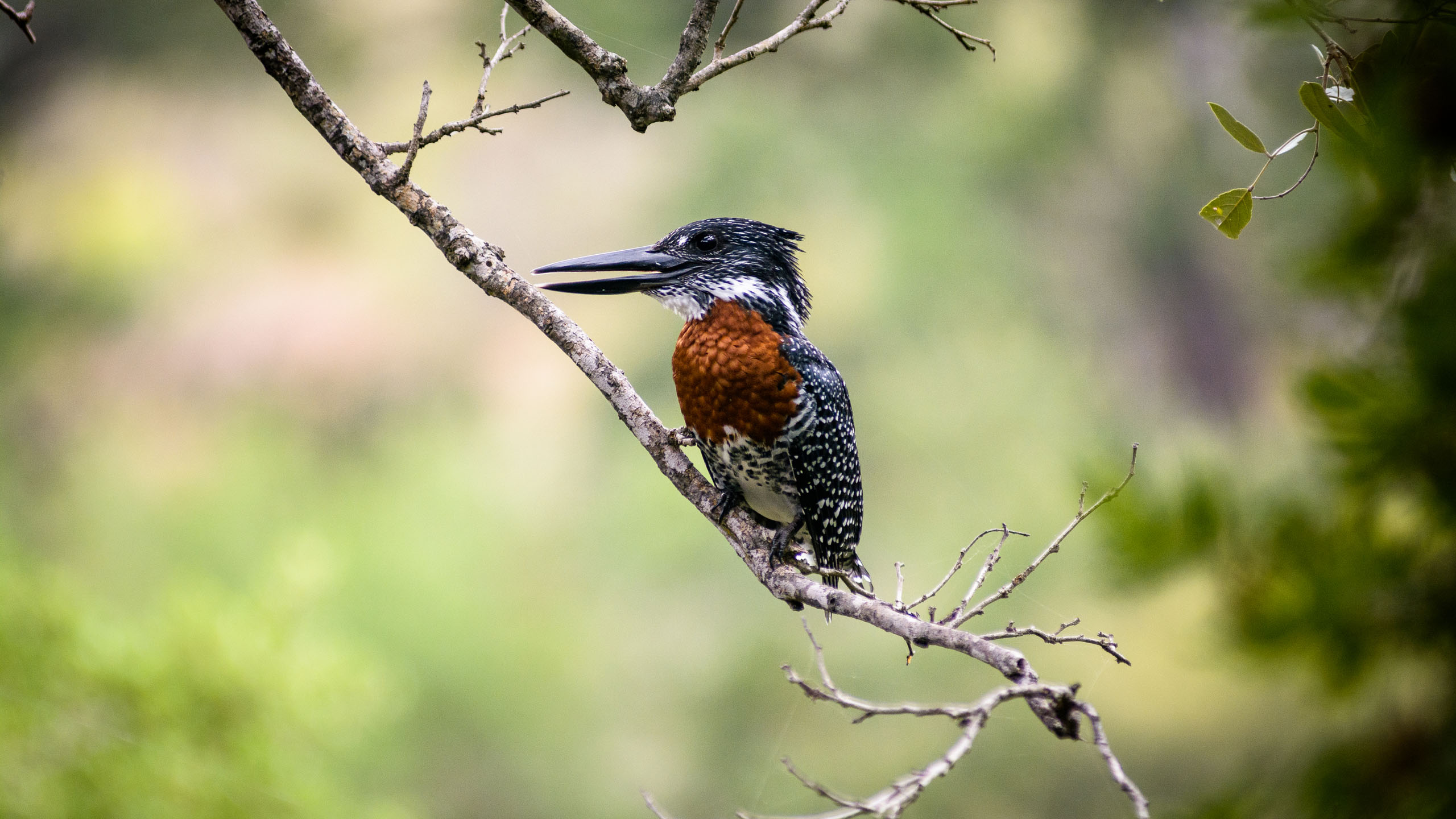 Singita Sweni