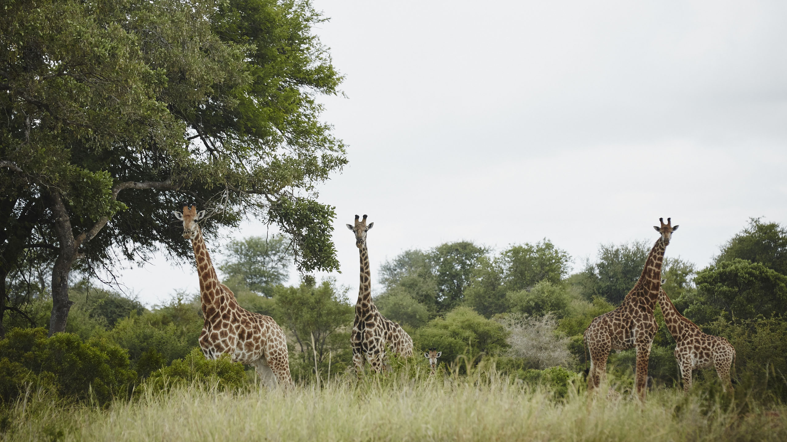 Singita Sweni