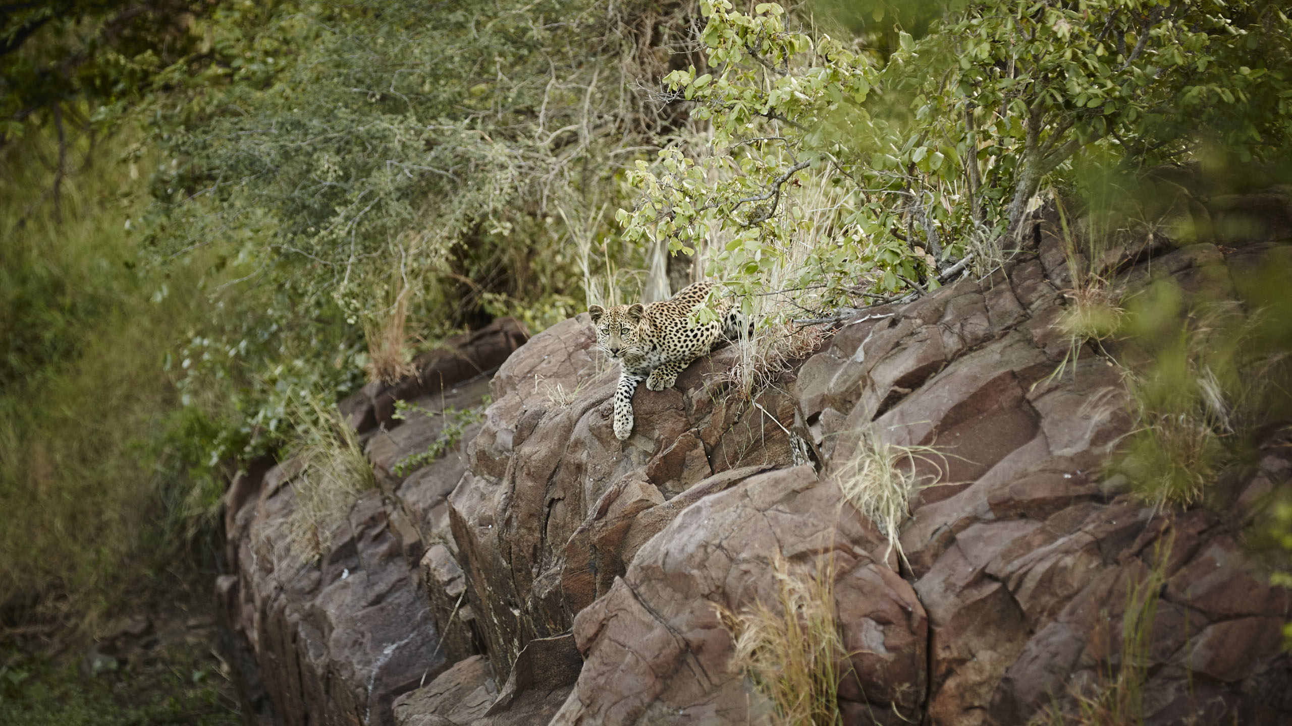 Singita Sweni