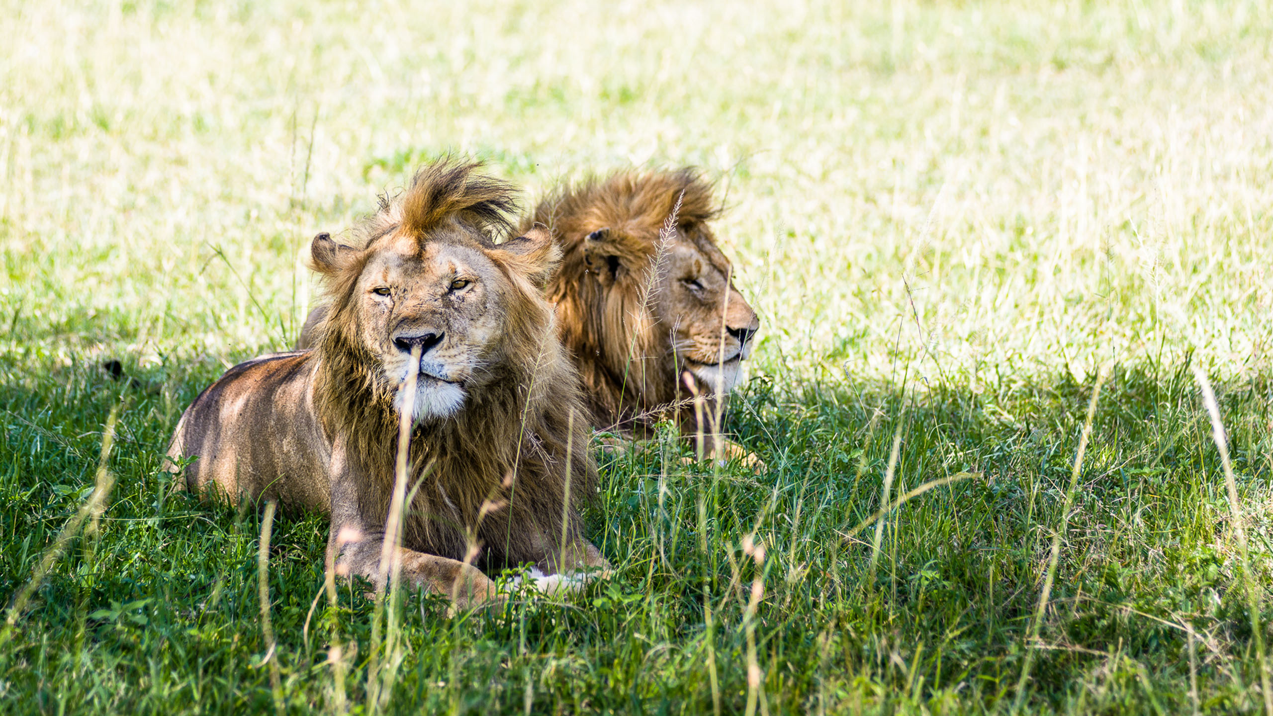 Singita Sabora