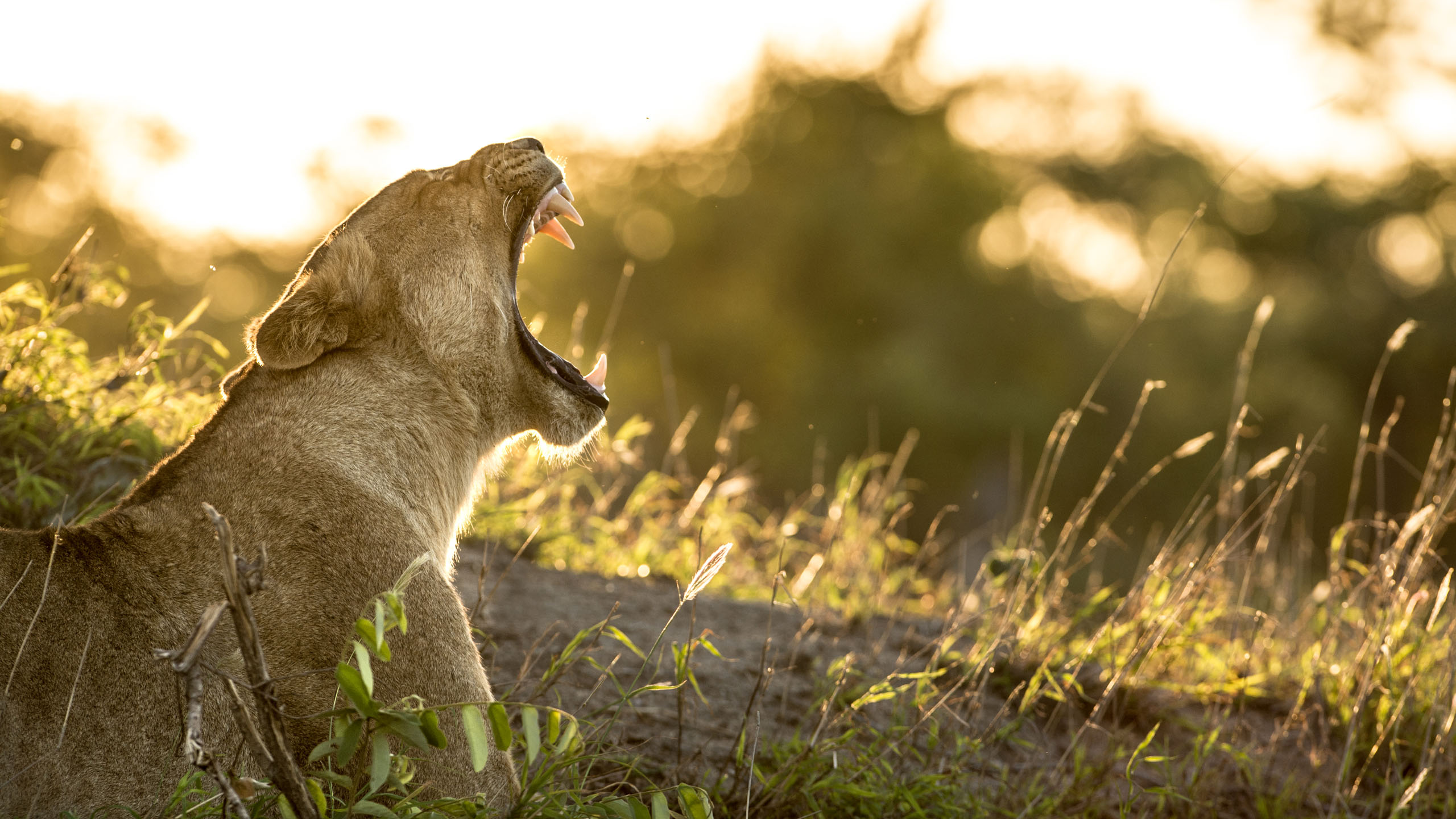 Singita Sweni