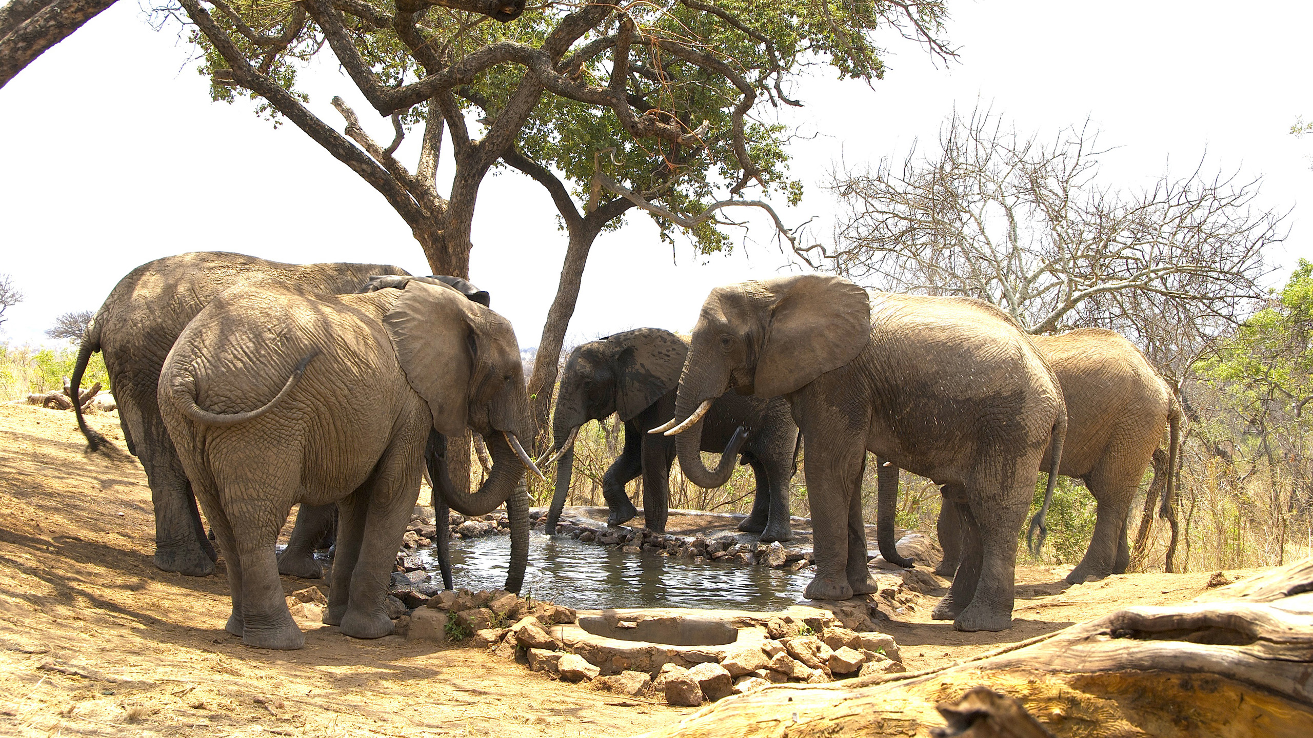 Tarangire Treetops
