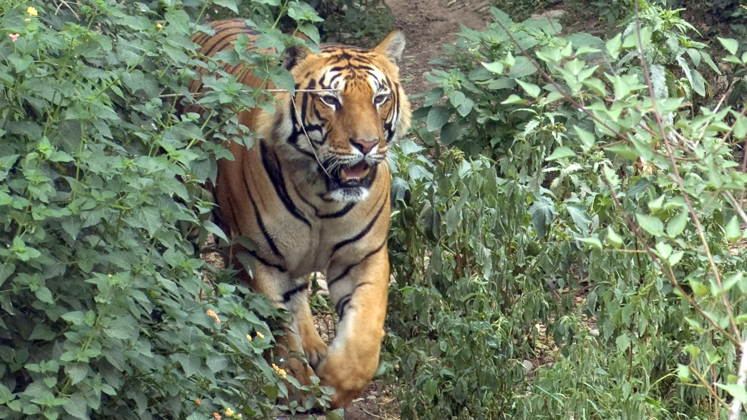 Tiger Tops Karnali Lodge
