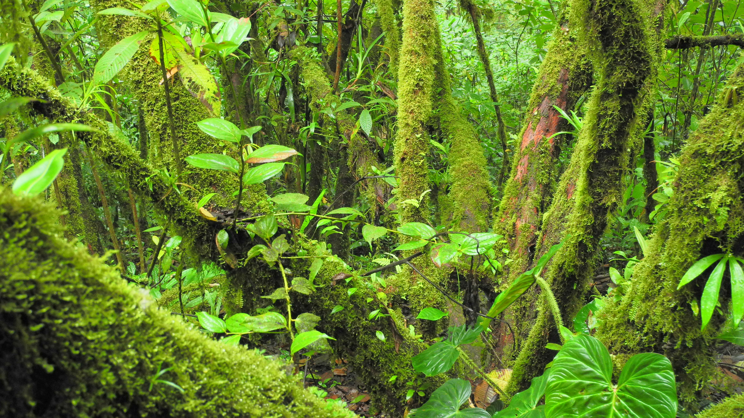Villa Blanca Cloud Forest Hotel