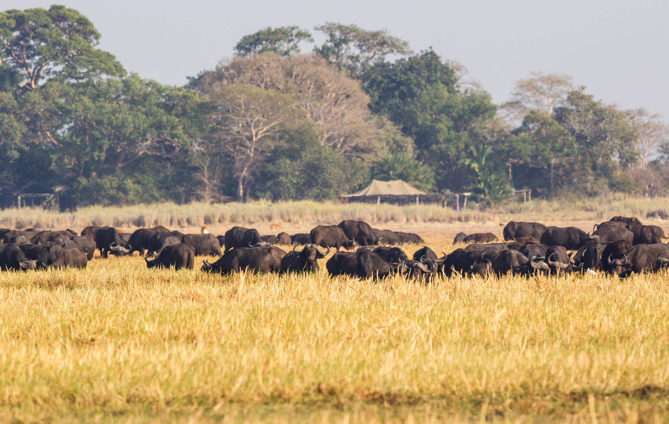 Wilderness Busanga Bush Camp