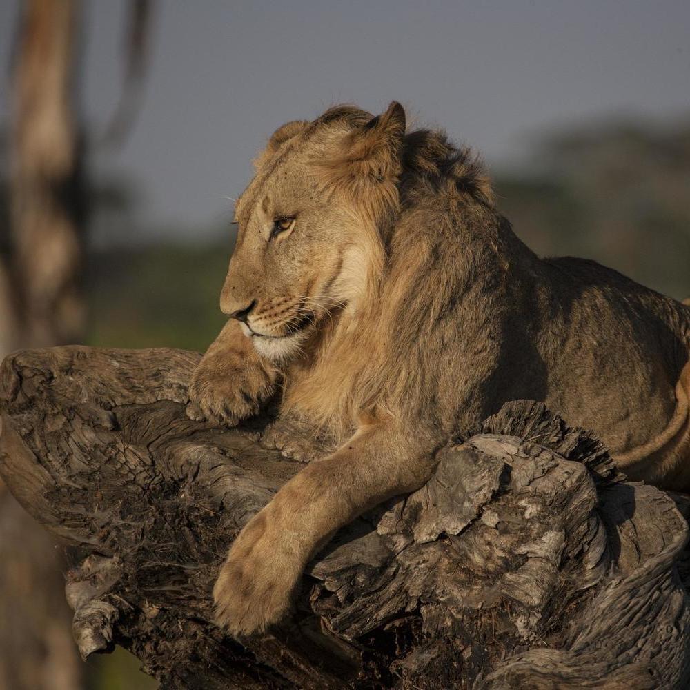 A young lion with a growing mane resting on a weathered wooden log in the golden afternoon light.