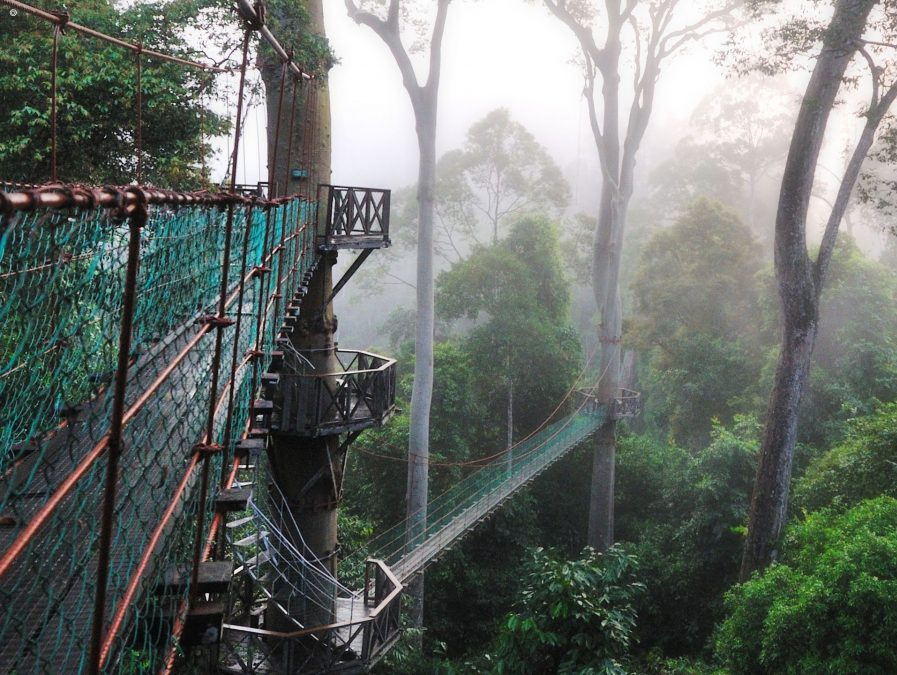 Borneo Rainforest Lodge